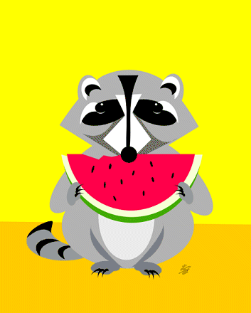 Raccoon eating watermelon